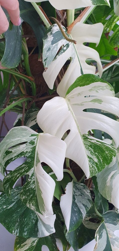 Monstera variegata