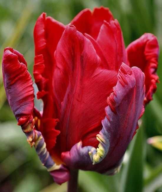 Tulipany papuzie Rococo Seadov Parrot 30 cebulek za 33 zł