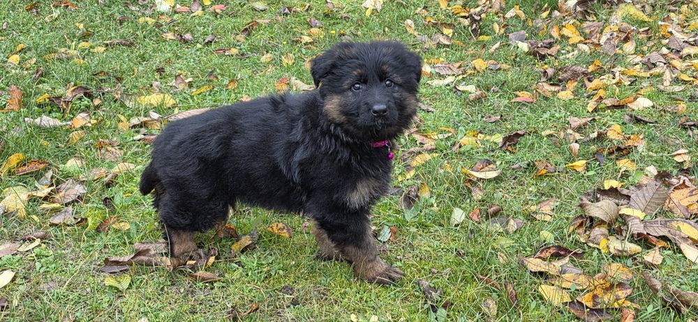 Owczarek Niemiecki Długowłosy- zapraszamy do rezerwacji maluchów!