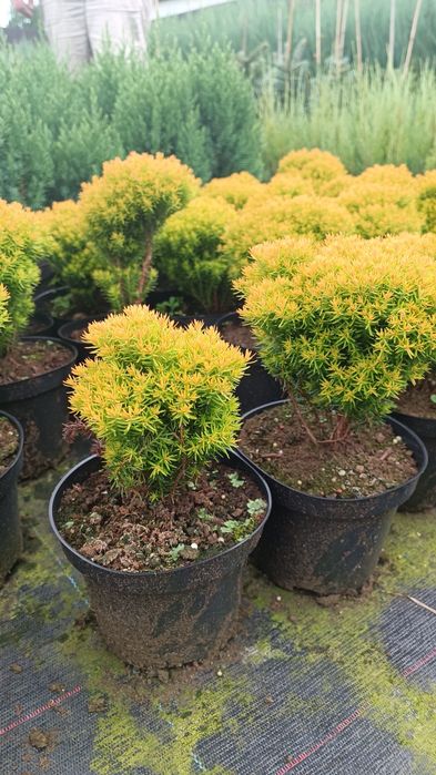 Саджанці туї різних видів