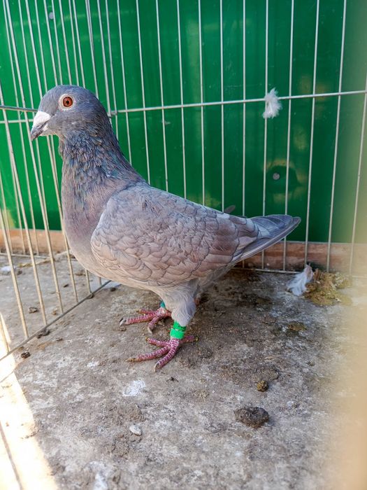 Pocztowe Rubella sooty indigo