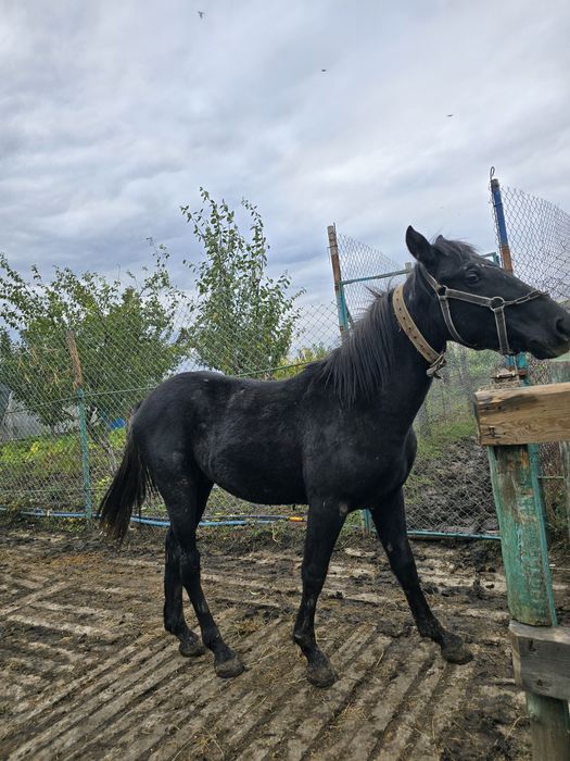 Продається молодий кінь