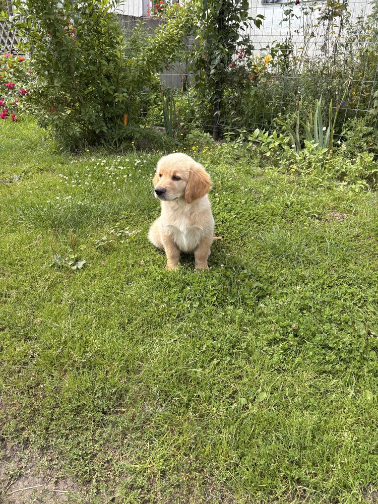 Golden Retriever Piesek