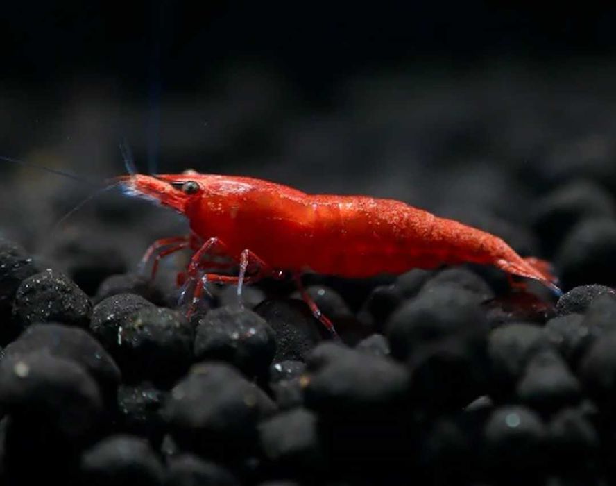 Camarões anões para aquário