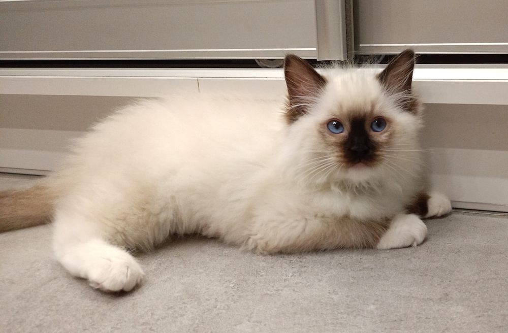 Kotka Ragdoll FIFE FPL