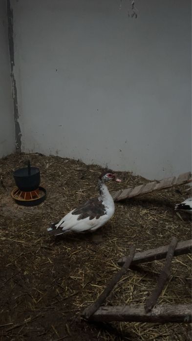 Kaczor pizmowy młody