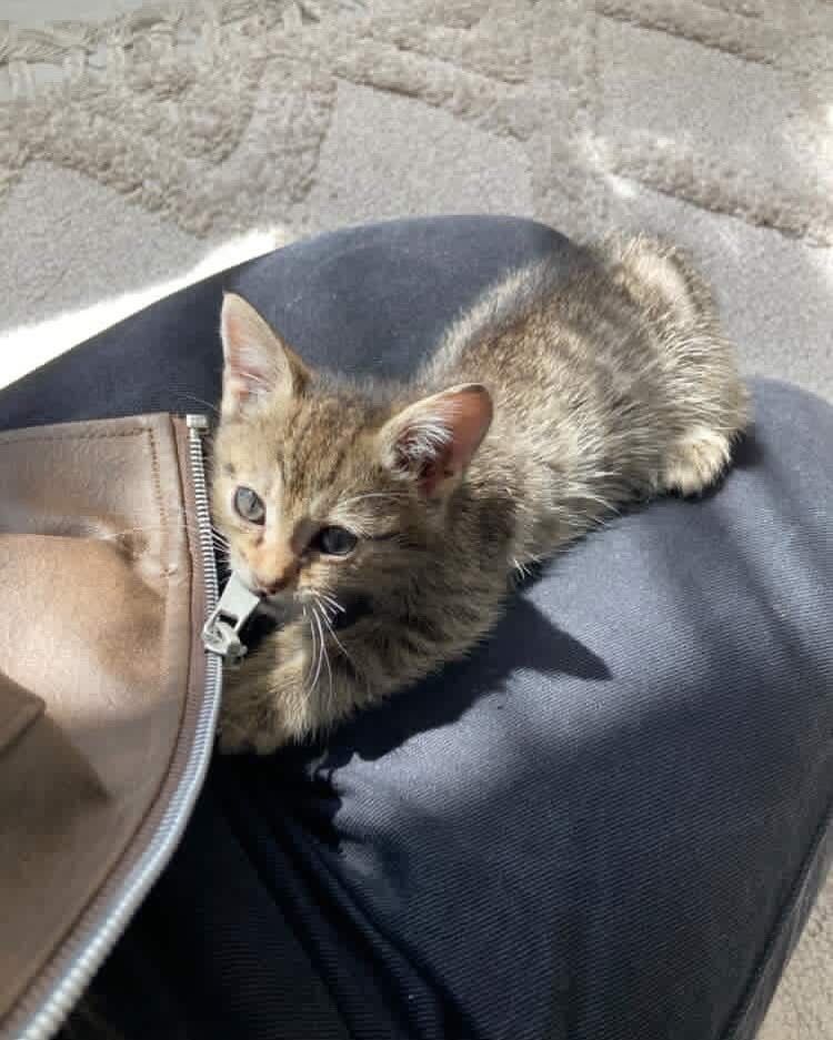 Котята бесплатно