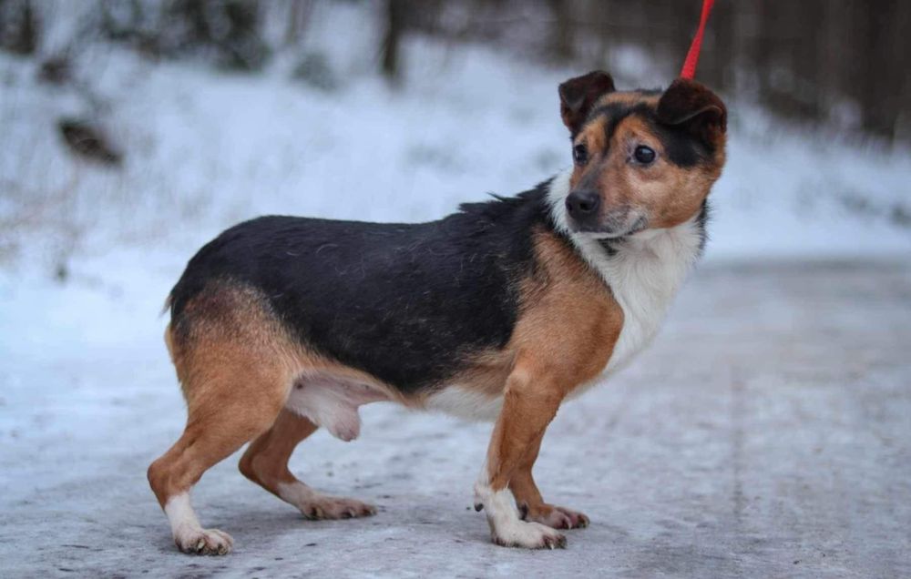 Misiek 11 letni szuka domku