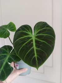 El choco red philodendron