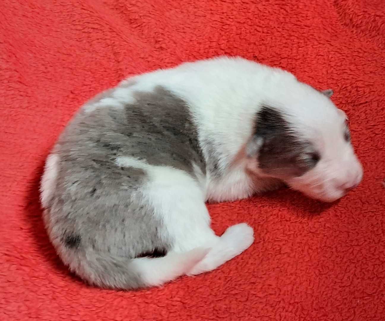 *Border Collie* piesek o wyjątkowej urodzie
