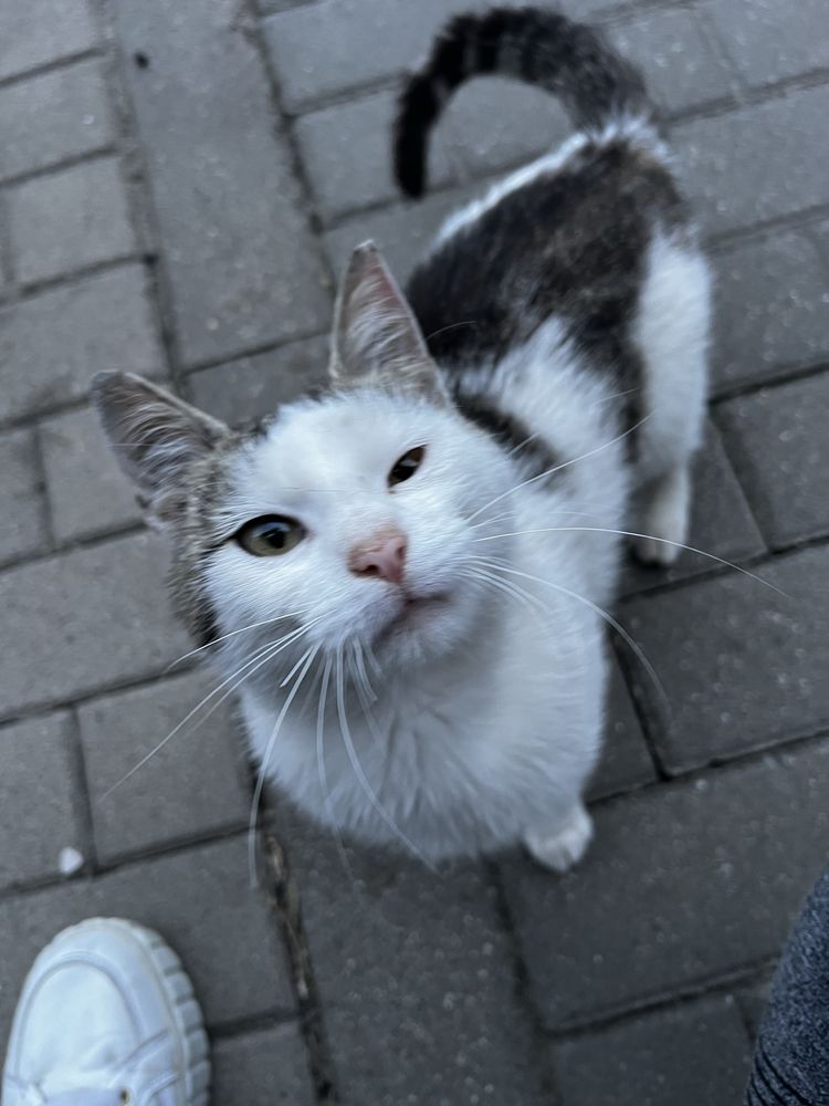 Silver (FeLV+) - mały, młody kot, kociak, kocurek do adopcji za darmo