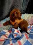Pudel miniaturowy toy