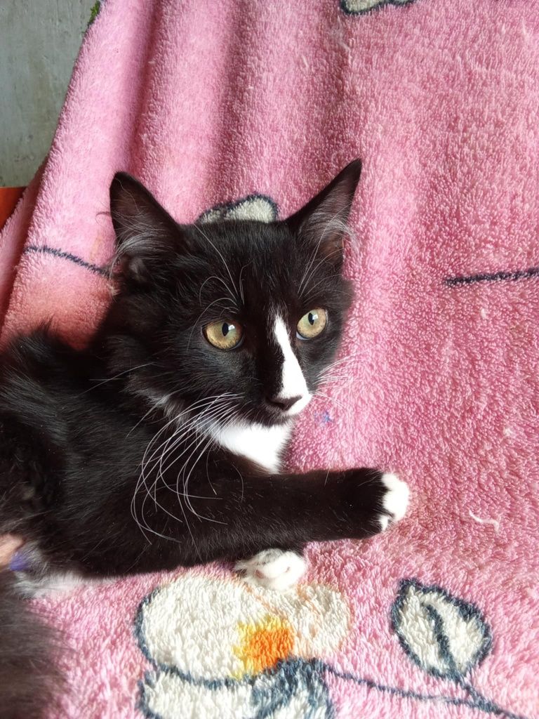 Pilne! Adopcja kotków z Charkowa