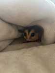 Lotopałanka (sugar glider)