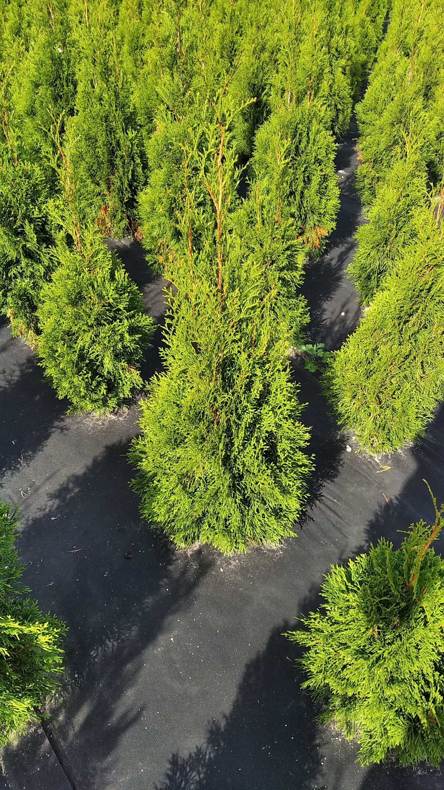 Tuja Szmaragd. Sadzonka ma wysokość od 100 do 120 cm