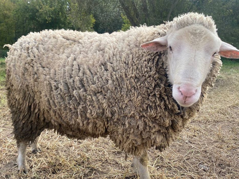 Продам барана, 1 рік