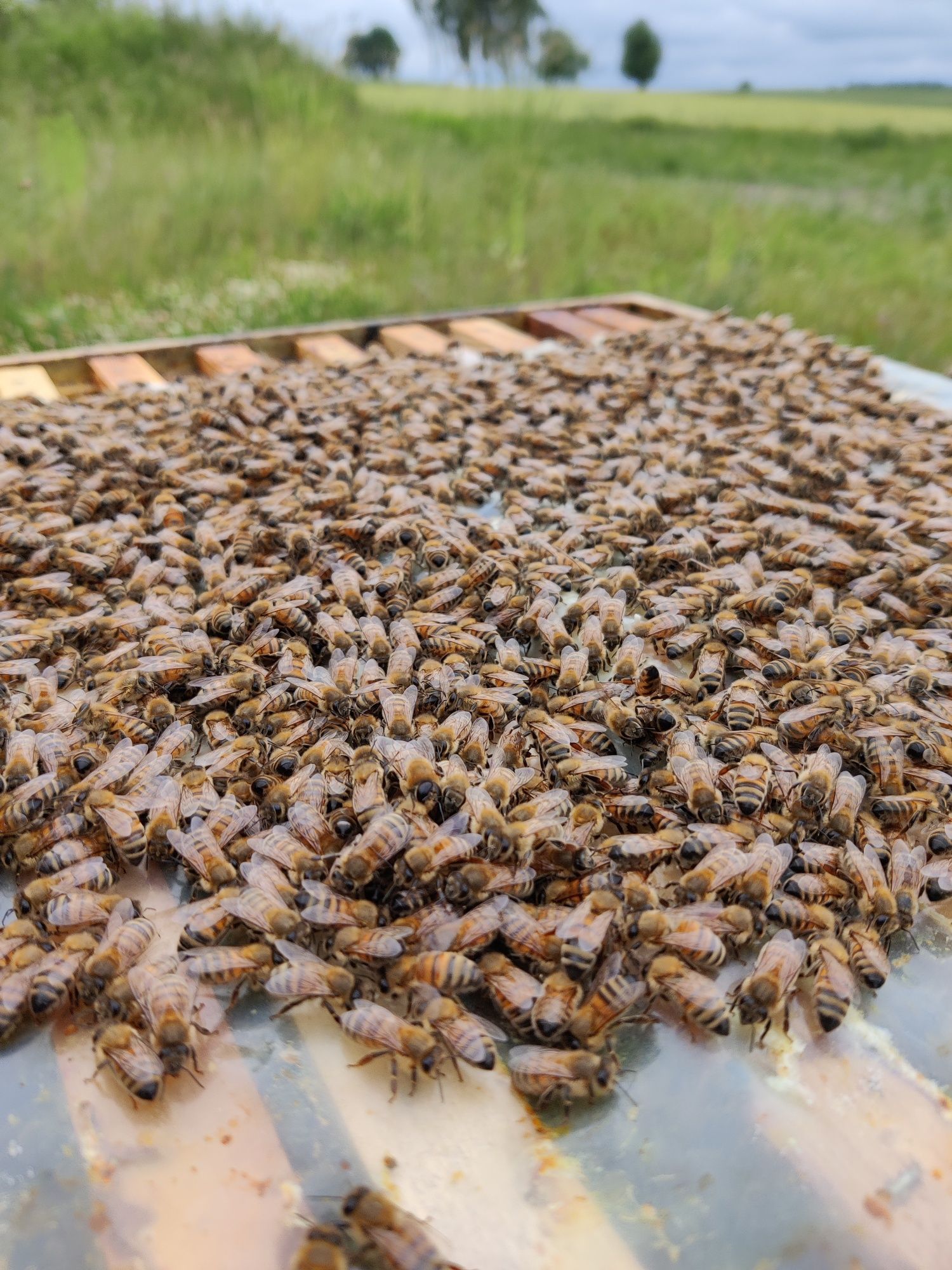 Odkłady Dadant Carnica Buckfast - bardzo silne