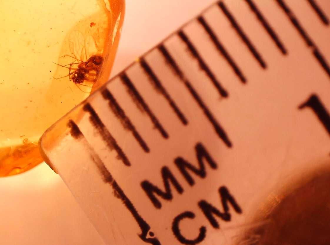 Bursztyn inkkuzja Psocodea gryzący czasem śpiewający 40 mln lat