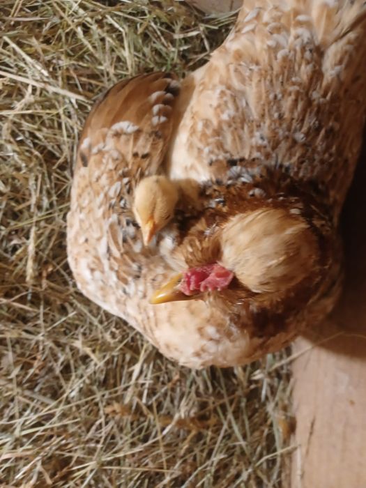 Garnizos para Criação