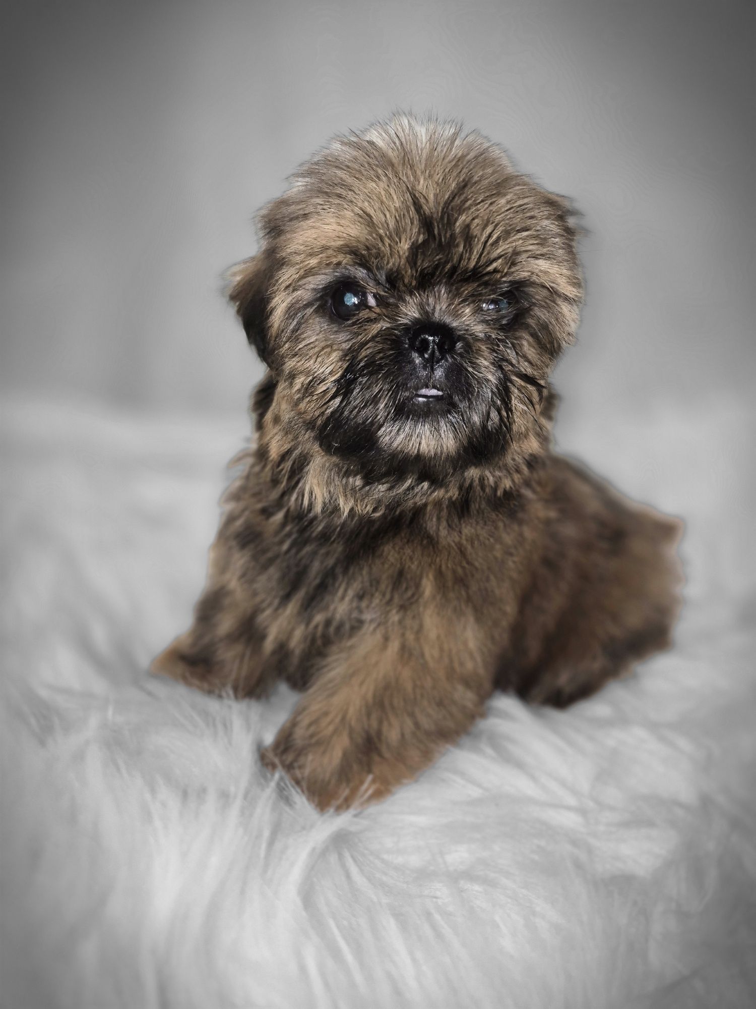 Suczka Shih TZU do odbioru