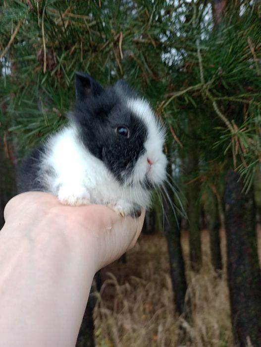 Sprzedam karzełka Teddy