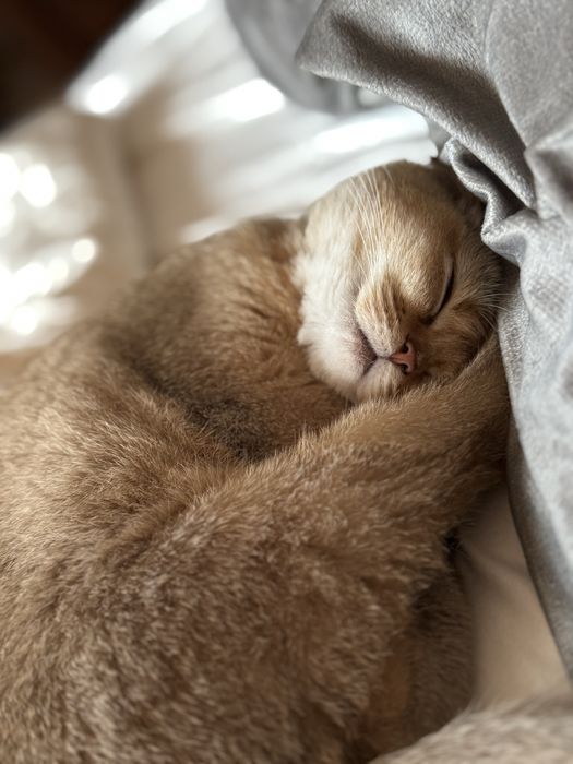 Котик золота шиншила — щеплення, паспорт, ручна красуня 4 місяці