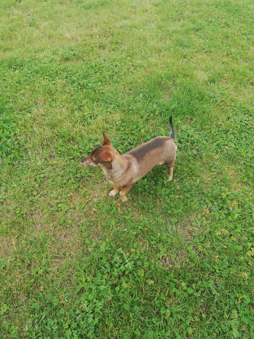 Oddam suczkę za darmo