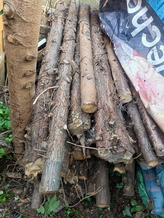 Drewno na opał po tujach SUCHE również zamiana  PABIANICE