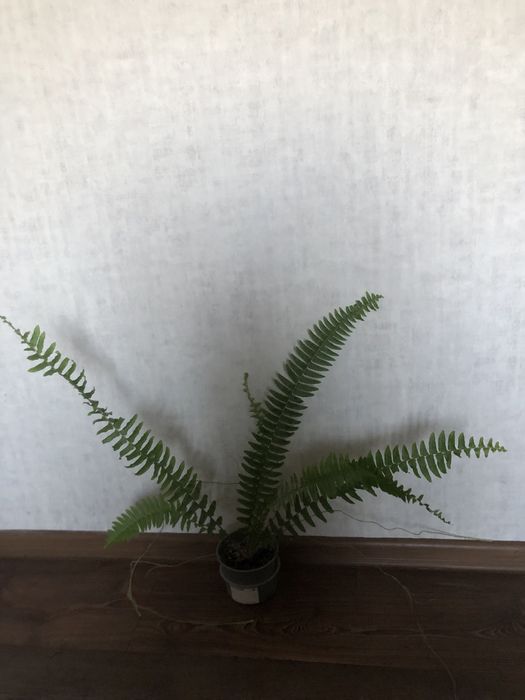 Продам папоротник комнатный