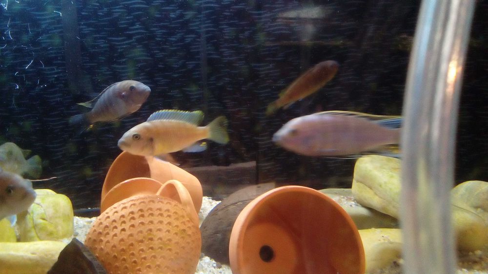 Bebes ciclideos malawi com ofertas