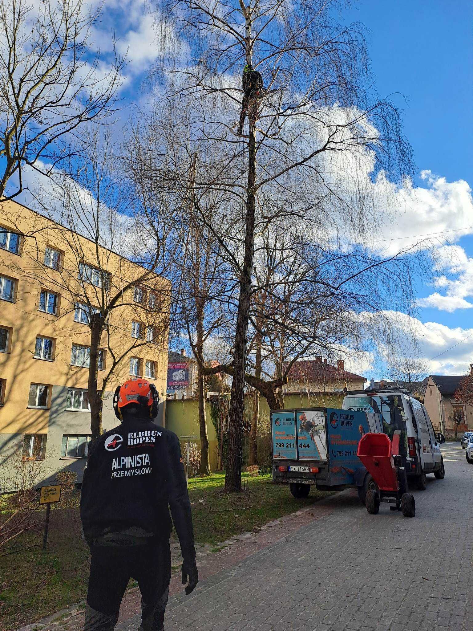 Wycinka i pielęgnacja drzew metodą alpinistyczną / frezowanie pni