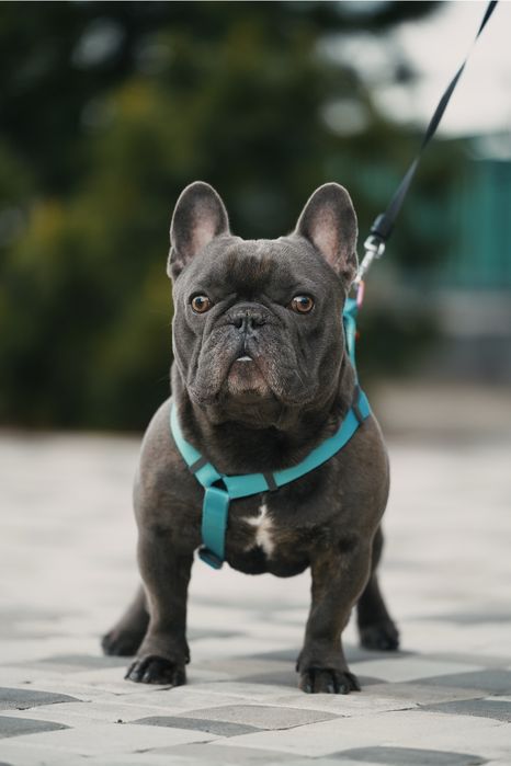 Вязка Французский бульдог