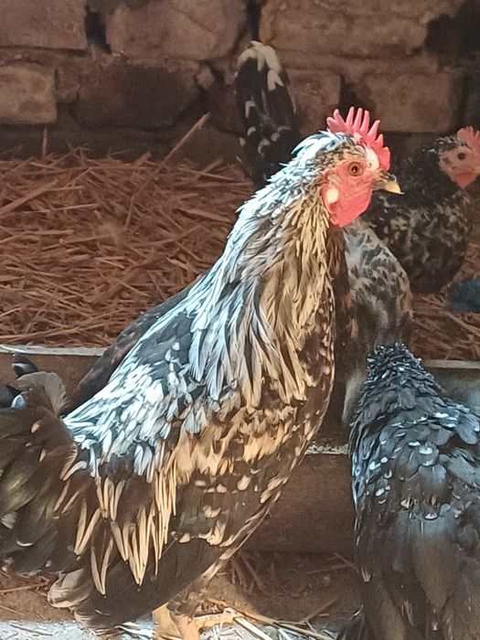 Kogucik chabo i liliput