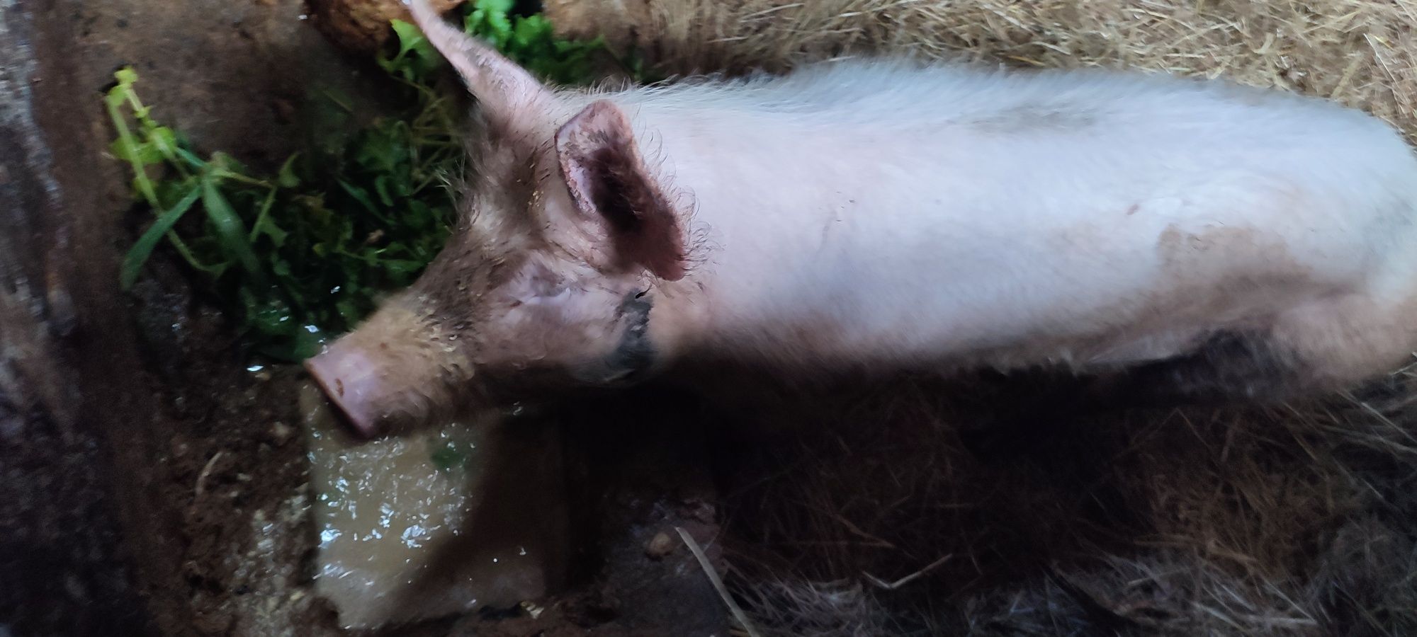 Porca para matança