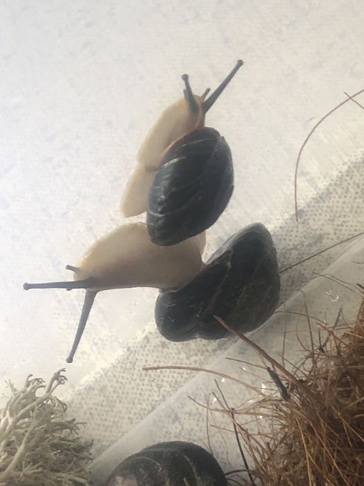 Караколус Экселенс