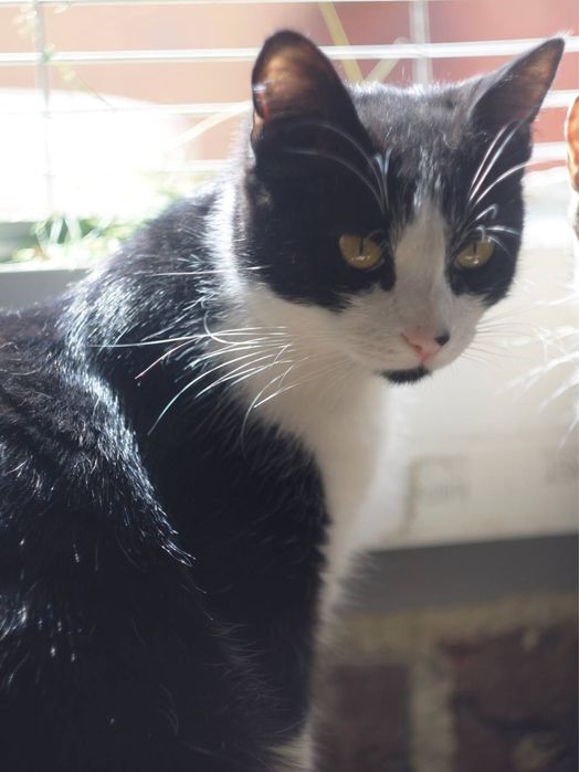 Кот котенок подросток черный белый черно белый