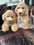 psy  labradoodle