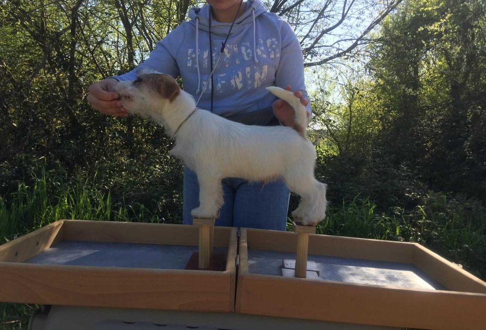 Dog Show Stacker