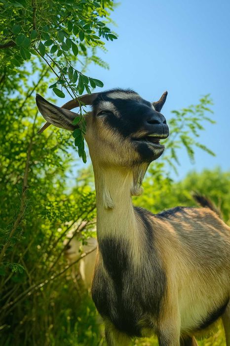 Терміновий продаж кіз