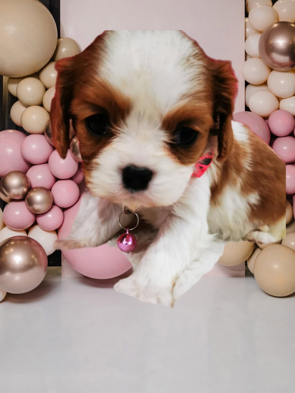 Cawalier King Charles spaniel suczka do rezerwacji badania genetyczne