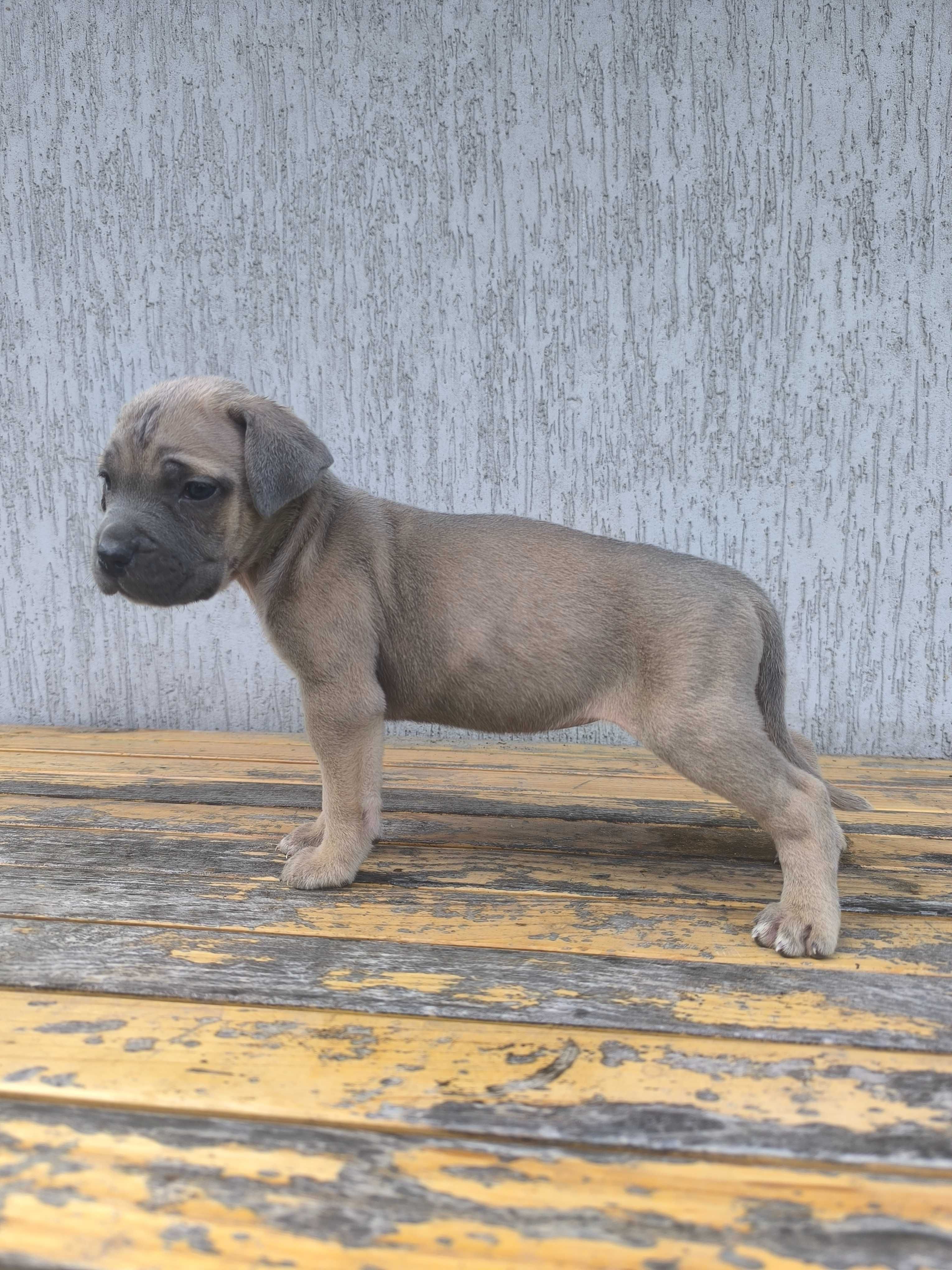 cane corso szczeniak