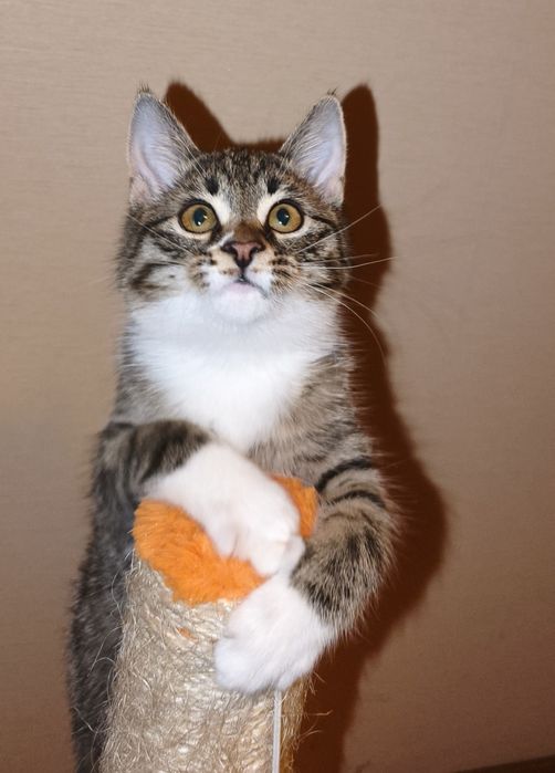 Киця в добрі руки