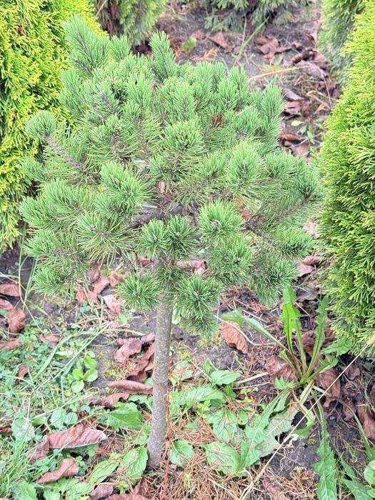 Ялинка блакитна, ауреаспіката, ялина голуба, штамбова сосна ялина