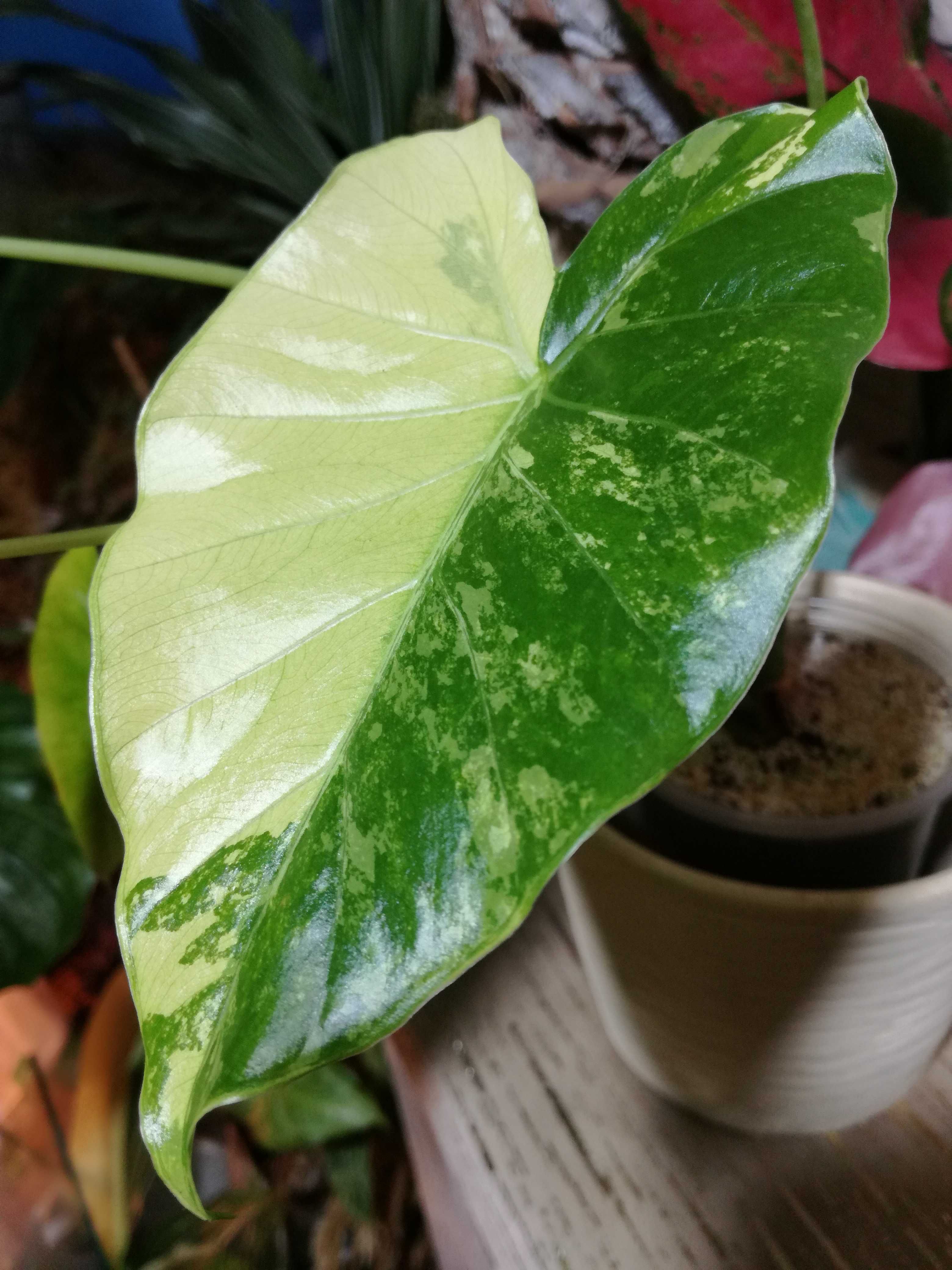 INTERNATIONAL Alokazja Gageana Mint Variegata Alocasia philodendron