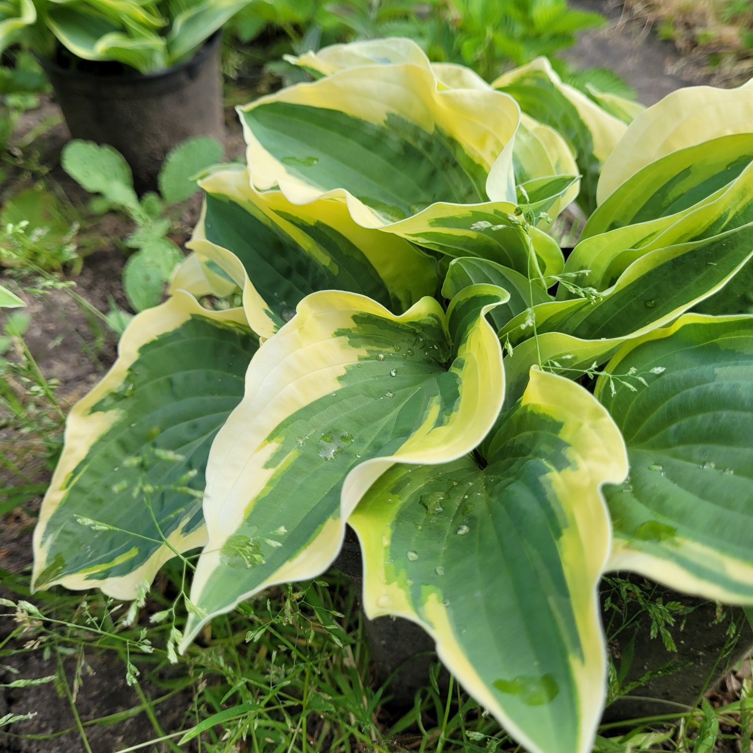 Hosta Funkia  w doniczkach