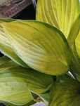 Funkia ,hosta sadzonka