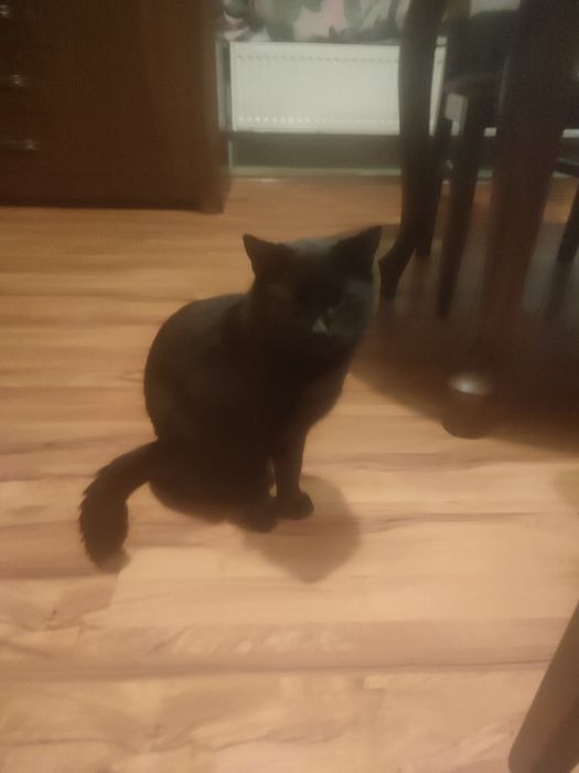 Dzień dobry oddam śliczne kotki w dobre ręce