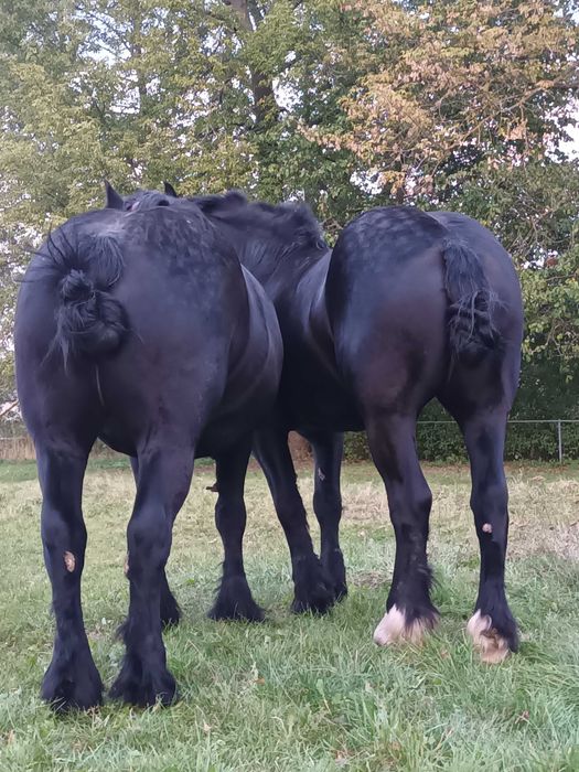 Sprzedam klacz źrebną