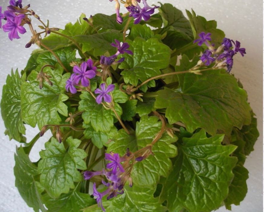 Sadzonka Primulina/Chirita Tabacum