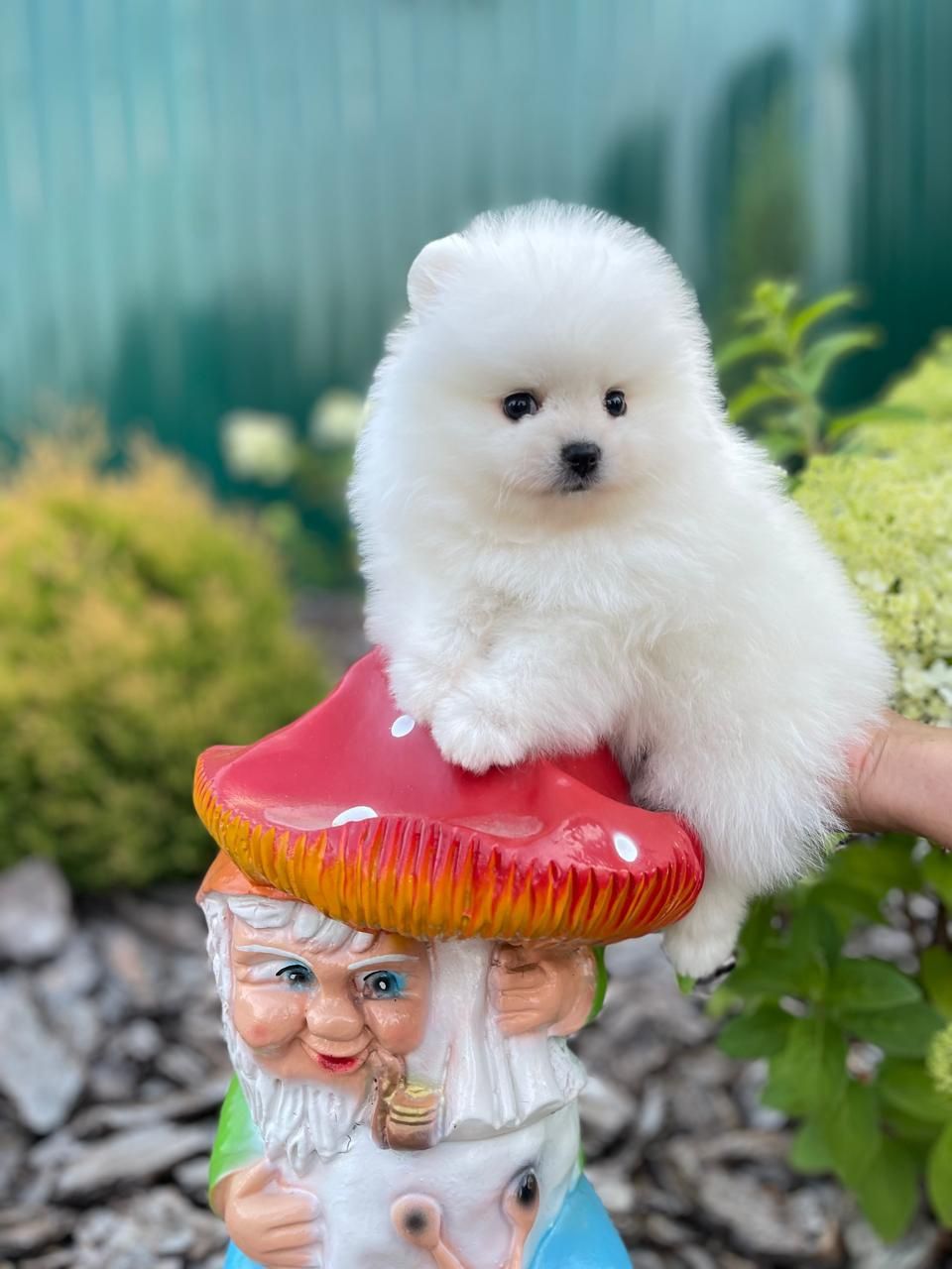 Белоснежный комочек, мальчики и девочка!!!